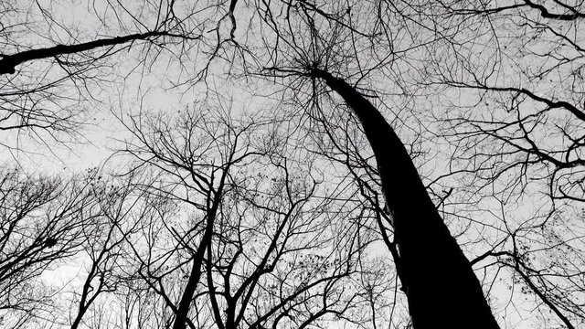 scary black and white trees in winter