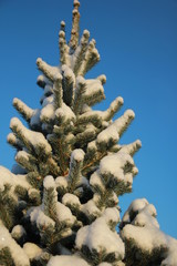 Green spruce dressed in snowdrifts. Winter landscape.
