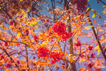 Rowan Berries in Autumn Retro