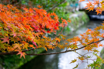 Érables rouges à Kyoto 15