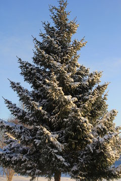 Fototapeta Green spruce dressed in snowdrifts. Winter landscape.