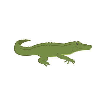 Green crocodile vector