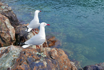 海鳥