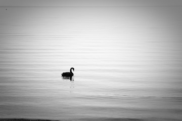 Lonely Swan
