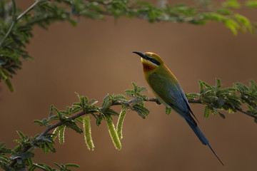 Bee Eater
