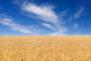 Wheat field and blue sky with clouds