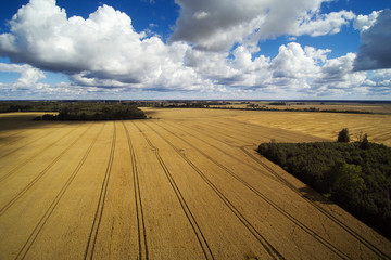 Fototapeta premium Midsummer day in Latvian countryside.
