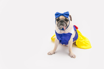 spoiled female dog - Cute puppy pug dressed like a princess on white background