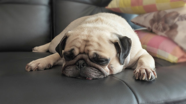 Close up face of Cute pug dog puppy sleeping rest in sofa