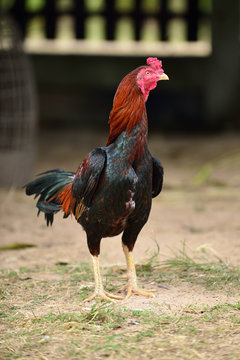 gamecock, fighting cock,Thailand.