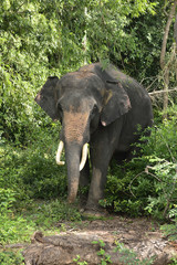 Fototapeta premium Asian Elephant