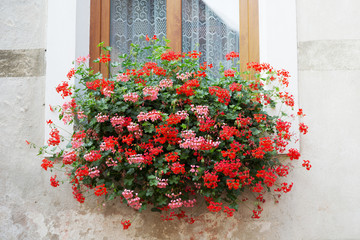 Fototapeta na wymiar Blooming geraniums on the window