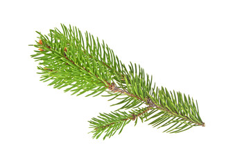 Fir tree branch isolated on a white background