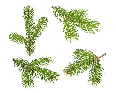 Set of fir tree branches isolated on a white background