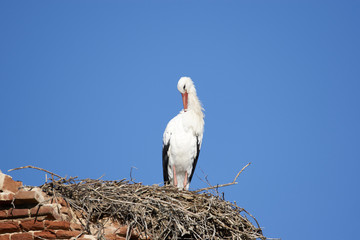 European white stork (Ciconia ciconia)
