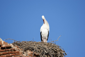 European white stork (Ciconia ciconia)