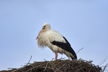 European white stork (Ciconia ciconia)