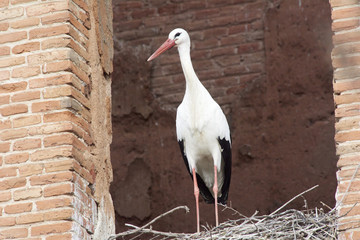 European white stork (Ciconia ciconia)