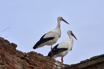European white stork (Ciconia ciconia)