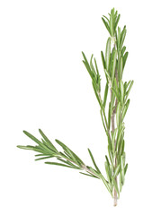 Fresh green sprig of rosemary isolated on a white background