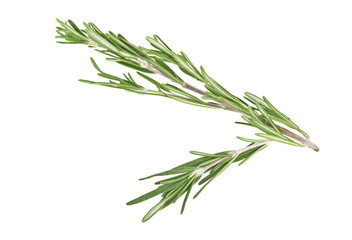Fototapeta premium Fresh green sprig of rosemary isolated on a white background