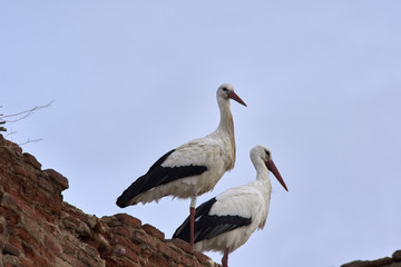 European white stork (Ciconia ciconia)