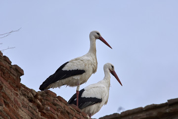 European white stork (Ciconia ciconia)