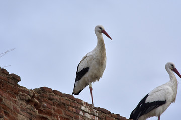 European white stork (Ciconia ciconia)