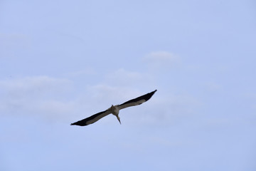 European white stork (Ciconia ciconia)