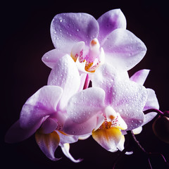 Lilac orchid, vintage wooden background, selective focus © 5ph