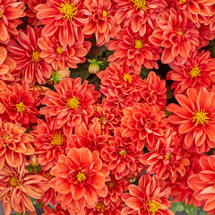 orange dahlia flowers closeup, natural background