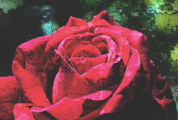 Close up of an antique red rose on green background. Grunge vintage cracked textured photo.