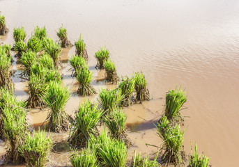 Asian farmer transplant rice seedling in rice field farmland,pla