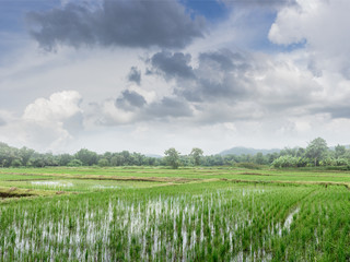 Green field of  rice sprout plant with blue sky
