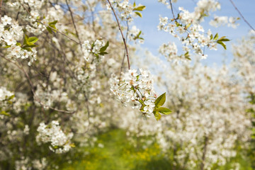 Blooming cherry orchard, soft focus