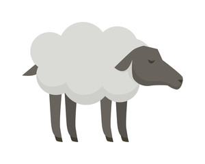 Sheep Flat Design Vector Illustration on White.