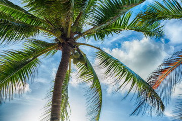 Fototapeta premium palm trees on a beautiful clouds