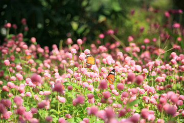 Obraz premium Butterflies and Flowers