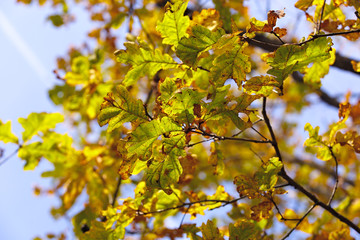 Autumn leaves illuminated the sun. Oak