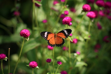 Butterflies and Flowers