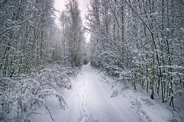 Winter road in the forest