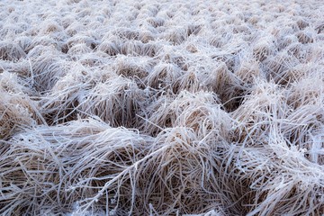 Frozen grass with ice