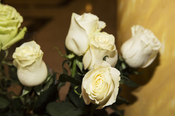 roses, flowers, bouquet of white roses