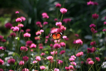 Butterflies and Flowers