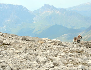 Lovely little dog on rocky outcrop