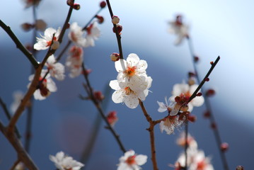 Japanese apricot tree