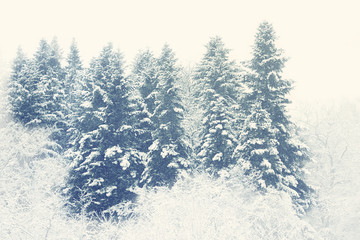 Fototapety  Drzewa na śniegu przed Bożym Narodzeniem. Mroźny poranek mgły w lesie