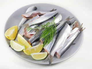  fresh fishes herrings