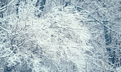 Snow on a tree branches. Winter scene with vintage look.