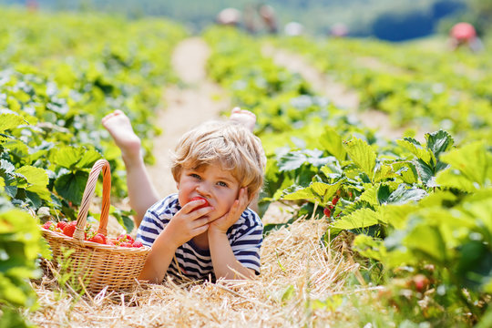 Little kid boy picking strawberries on farm, outdoors.